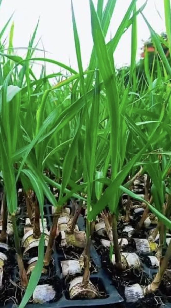 Bihar Invites Applications for Sugarcane Nursery Scheme with 75% Subsidy